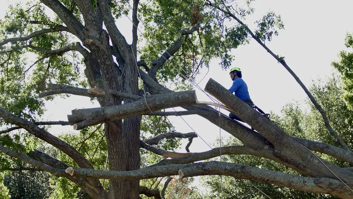 Professional Crown Thinning performed by certified arborists in Covington